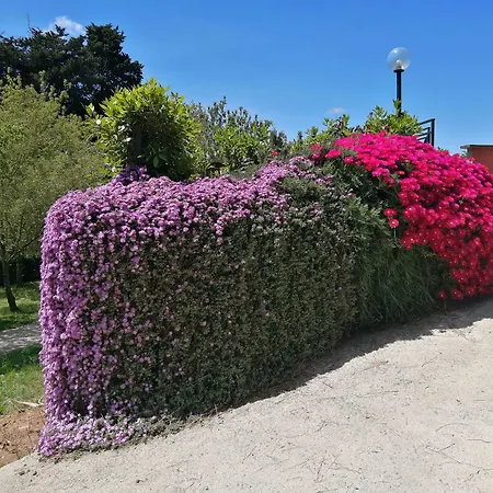 Vigna dell'Agrifoglio - Bed&Breakfast-3